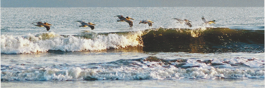 birds