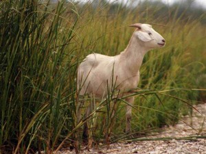 Save the Sunset Beach Goats