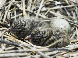 Different Species of Gulls