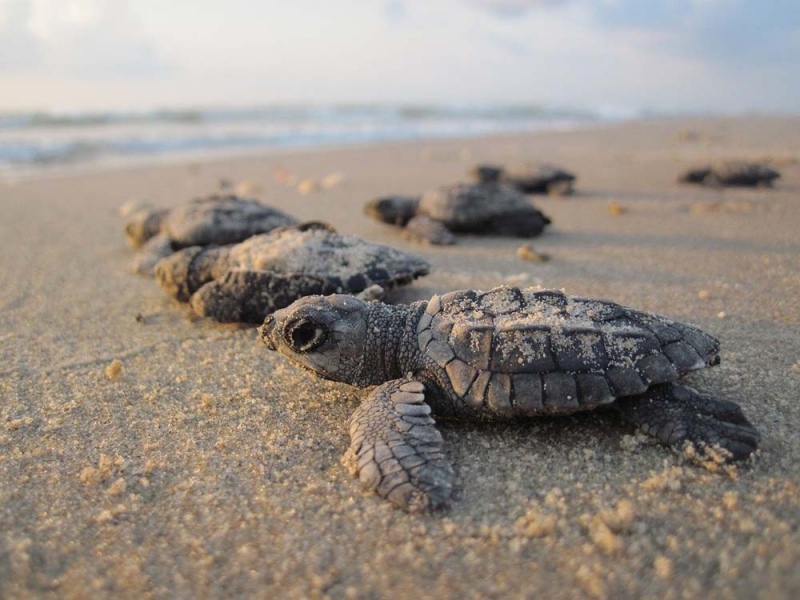 Sea Turtle Nesting Season on North Carolina's Crystal Coast 2