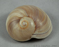 Moon Snail Shell