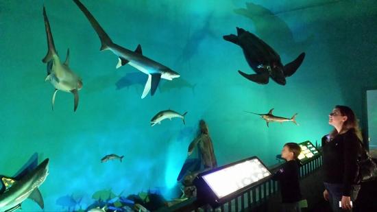 museum-of-coastal-carolina