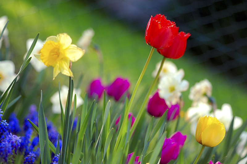 Southport Spring Festival