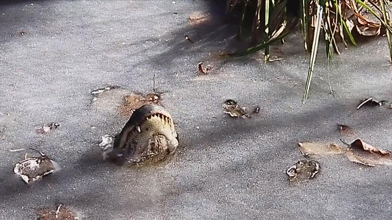Ocean Isle Beach Alligators Survive Ice Storm by Sticking Noses Up Through Ice